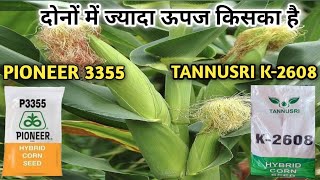 Tannusri makka bij 2608 amp 2355 । पायनियर 3355 और तंनुश्री 2608 मक्का बीज में ऊपज किसका ज्यादा है। [upl. by Lareena]