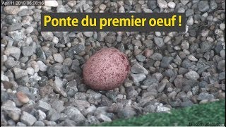 Un premier oeuf en 2019 [upl. by Nataline130]