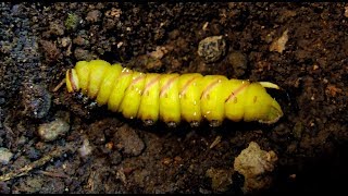 Gerettet  Rescued  Sphinx ligustri [upl. by Nojram]