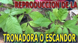 Como reproducir la plantaTronadora o Escandor Tecoma Stans  Info Garden [upl. by Notsla735]