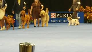 2021 National Dog Show Hound Group [upl. by Elagiba998]