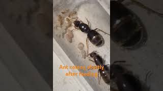 lasius flavus meadowant ant ants lasius flavus yellowmeadowant [upl. by Mikol]