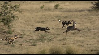 Wild dogs Hunting Waterbuck [upl. by Rafaelita]