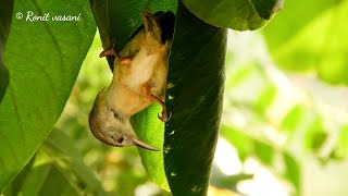 Tailorbird making nest first stage 4k [upl. by Henriques]