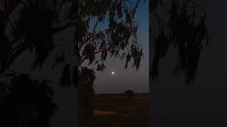 Peaceful moonlight dusk nature chirpingbirds moonlight village viral shorts [upl. by Nhar]