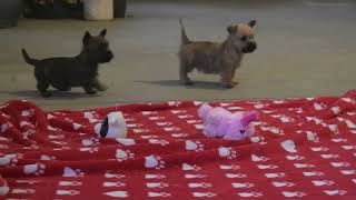 Cairn Terrier Puppies For Sale [upl. by Seale]