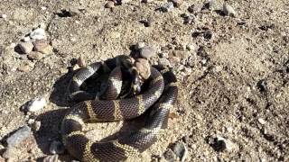 King snake vs Rattlesnake Oro Valley Az [upl. by Annoik]