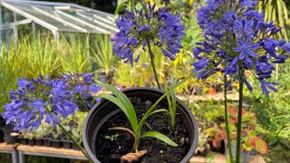 The ups and downs of growing our own Agapanthus seedlings [upl. by Ahsenre]