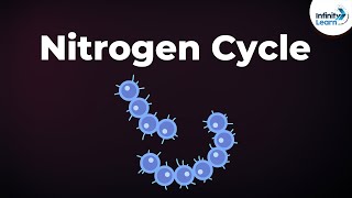 Nitrogen Fixation  Nitrogen Cycle  Microorganisms  Dont Memorise [upl. by Yra]