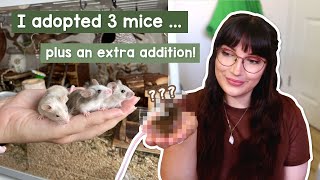 I adopted 3 new mice plus an unexpected extra [upl. by Zzahc]