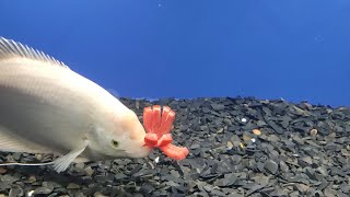 Albino Gaint Gourami Feeding With Tomato In AQUAWORLD Fish exhibiton Kanyakumari [upl. by Lorrimor532]