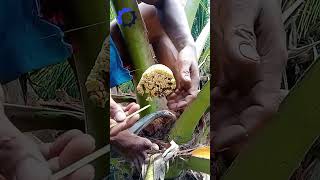 agricultural technology palm sap harvesting for sugar shorts [upl. by Adihaj]