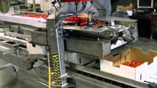 Red Pearl Sorters  Testing  Automatic Box Filler [upl. by Ettena]