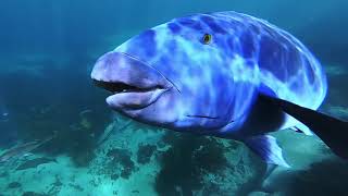 Clovelly beach snorkelling with blue groper Petras [upl. by Wynny]