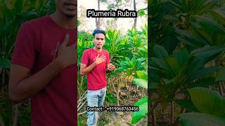 Plumeria rubra nursery plants india champa [upl. by Migeon]