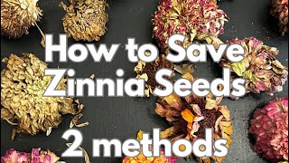 How to save zinnia seeds 2 methods [upl. by Siouxie]