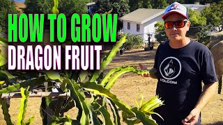 How to GROW Dragon Fruit  TIPS and ADVICE  GREAT INFO For BEGINNERS [upl. by Enirehtacyram247]