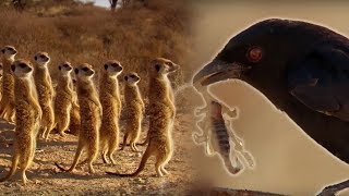 Drongo Bird Tricks Meerkats  Africa  BBC Earth [upl. by Knoll162]