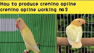 How to produced cremino opline  cremino opline working no 2 lovebirds birds [upl. by Nnelg988]