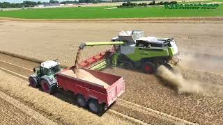 Moisson en Claas Lexion 780 TT amp 3 tracteurs Fendt [upl. by Mir]