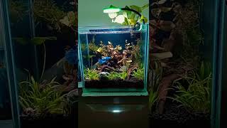 First planted nano tankbettafish nanoaquarium plantedtank simpleideaaquariamfish fighterfish [upl. by Rattray153]