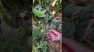 Cutting orange reels fruit fruitcrops citrusjuice 1000subscriber satisfying [upl. by Saucy346]