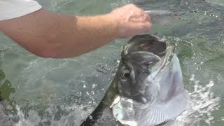 HAND FEEDING the TARPON at Robbies Marina Islamorada in the Florida Keys GoPro Underwater Video HD [upl. by Iretak507]