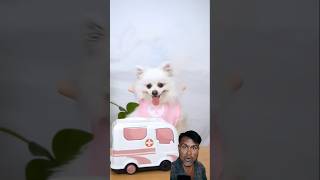 Boy or girl 😂 funny nico smartnico cute pets trending kopalpurashort [upl. by Lyndsie]