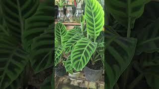 calathea zebrina natureserenity gardening plantlovers [upl. by Setarcos]