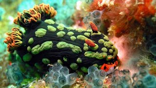 Fascinating Facts About Nudibranchs [upl. by Ifill]