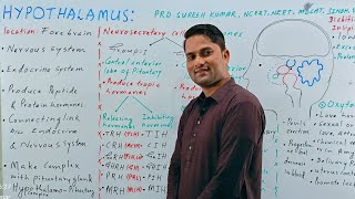 Hypothalamus Hypothalamus as a gland  Hypothalamus and their hormones Endocrine systemHindi Urdu [upl. by Obed]