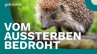 Igel in Deutschland vom Aussterben bedroht [upl. by Pero303]