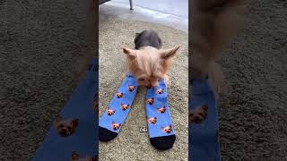 Luna Socks I calzini personalizzati con il tuo cane [upl. by Ahrat]