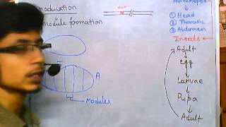 Developmental biology part 6 modularity in insects arthropod modularity [upl. by Beverlie]