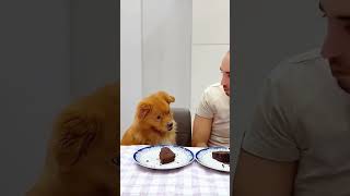 Pet friendly dog part 10 funny funnypetsmoments doglover pets petlaughs dogowner funnyvideo [upl. by Cheri]