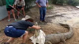 Sally taking control whilst training at Koorana Crocodile Farm Queensland April 2016 [upl. by Nikral]