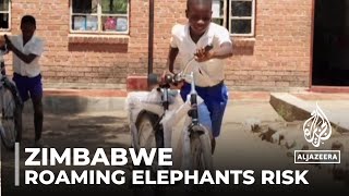 Children at risk from roaming elephants Zimbabwe bike scheme aims to increase safety [upl. by Pooi]