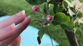 Hand Pollinating Apples [upl. by Mcclees]