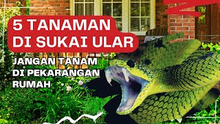 5 Tanaman Yang Di Sukai Ular  jangan tanam di pekarangan rumah edukasi tanaman [upl. by Alohs]