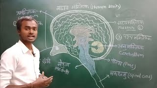 नियंत्रण एवं समन्वय class 10 science niyantran avam samanvay in hindi  Rahul bio  Part3 [upl. by Gneh939]