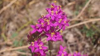 Petite Centaurée Centaurium erythraea [upl. by Hseyaj]