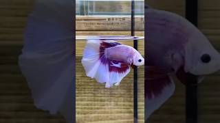 The Ultimate Betta Fish Showcase [upl. by Nahgeem]