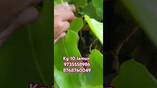 Kg 10 Jamun ezonefly fruitplant exoticfruitplants agriculture agricultufruittreegardenjamun [upl. by Eppes]