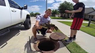 Giant Mudcat in the Sewer [upl. by Cleavland]