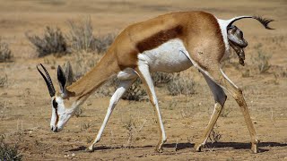 How Mother Springbok Giving Birth Success [upl. by Deidre]