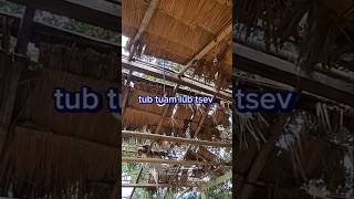 Tub tuam lub tsev 6112024 [upl. by Kyl]