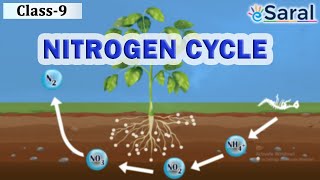 Nitrogen Cycle – Natural Resources  Class 9 Science  Biology – eSaral [upl. by Chung]