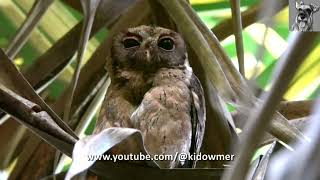 COLLARED SCOPS OWL formerly SUNDA SCOPS OWL Preening [upl. by Ennoirb]