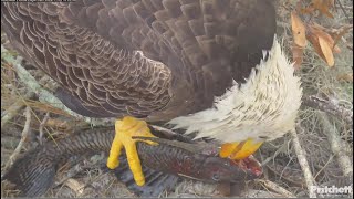 SWFL Eagles  M15 Brings In Armored Catfish 🐟 F23 Eats On Nest Pond Visit F23 amp The HERD 🐴 11524 [upl. by Akimaj972]