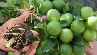 ¿Quieres tener un Planta de Limón llena de Frutos Aquí Te revelo el Secreto  Limonero en Maceta [upl. by Nowyt]